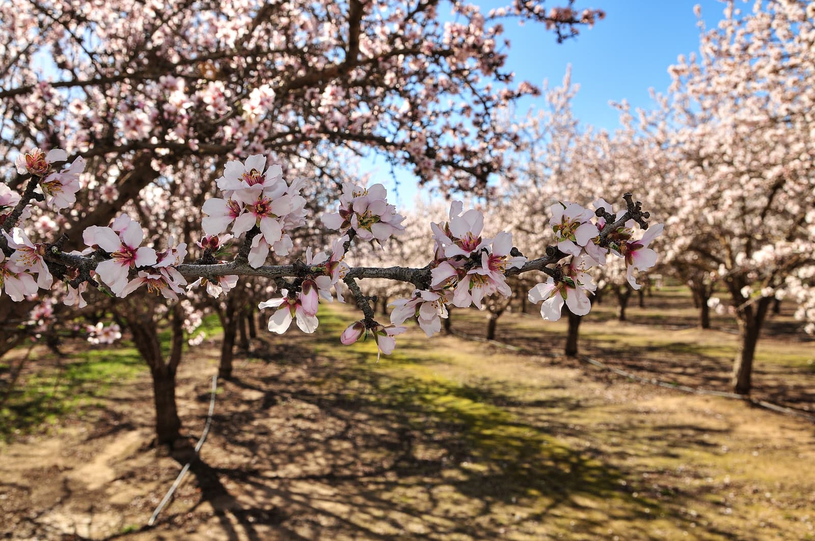 Almond tree branch with pink and white blossoms in an orchard, under clear blue sky. Shadows of trees fall on the ground.