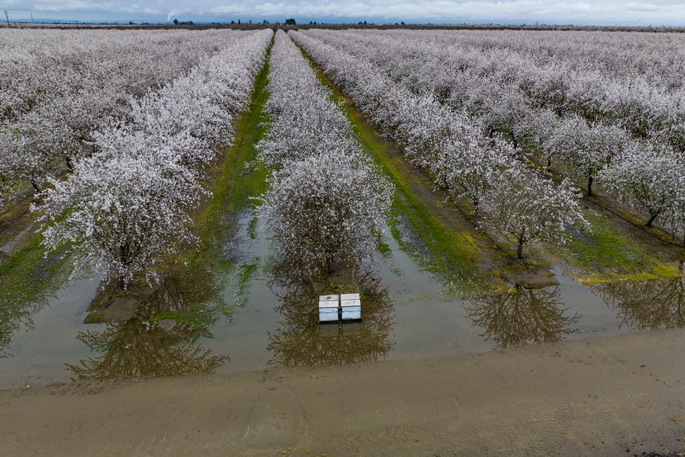 Aerial view of a flooded orchard with rows of blooming trees and a few white rectangular boxes on the ground.