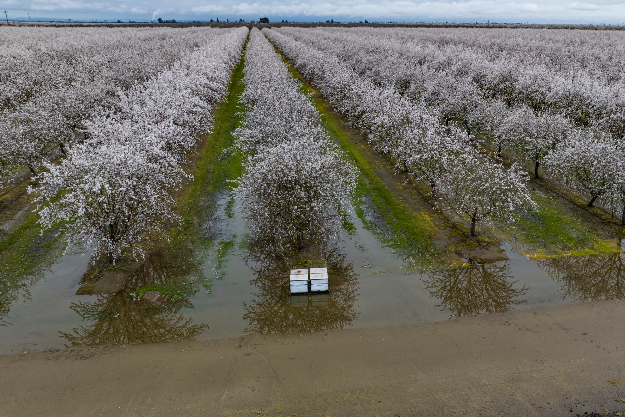 Aerial view of a flooded orchard with rows of blooming trees and a few white rectangular boxes on the ground.