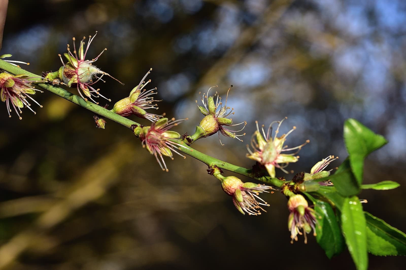 Close-up of a plant stem with small, budding flowers and green leaves, shown against a blurred outdoor background.