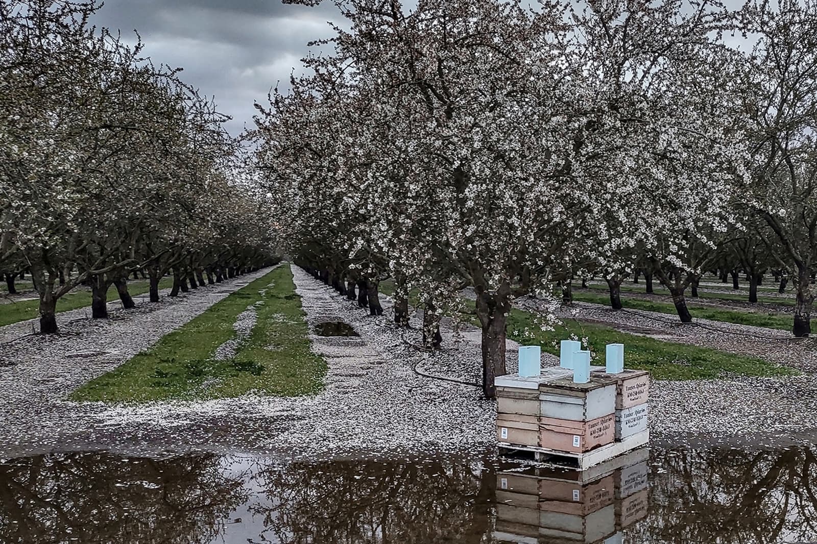 Beehive boxes sit near blooming orchard trees, surrounded by fallen petals and reflections in a large puddle under a cloudy sky.