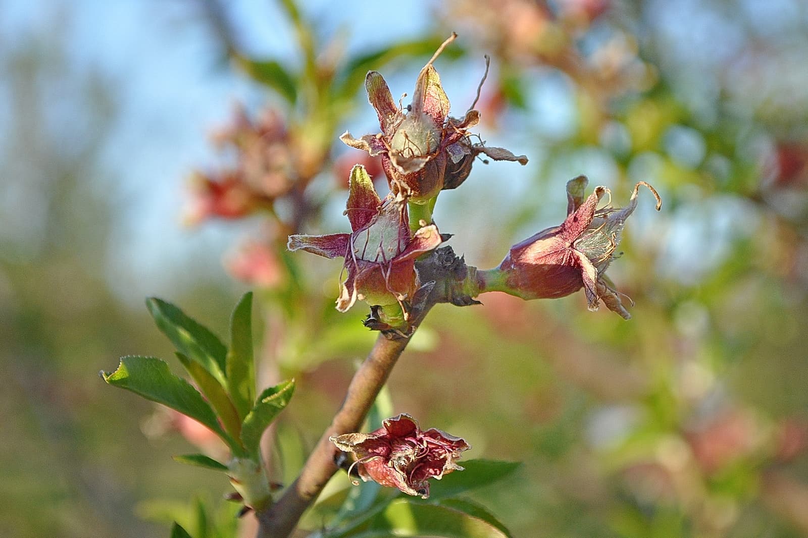 Close-up of a branch with wilted, dried flowers and some green leaves against a blurred outdoor background.