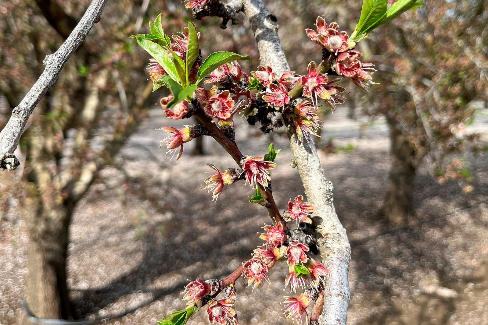 Close-up of a tree branch with small red and pink blossoms and fresh green leaves, with a blurred background of more trees.