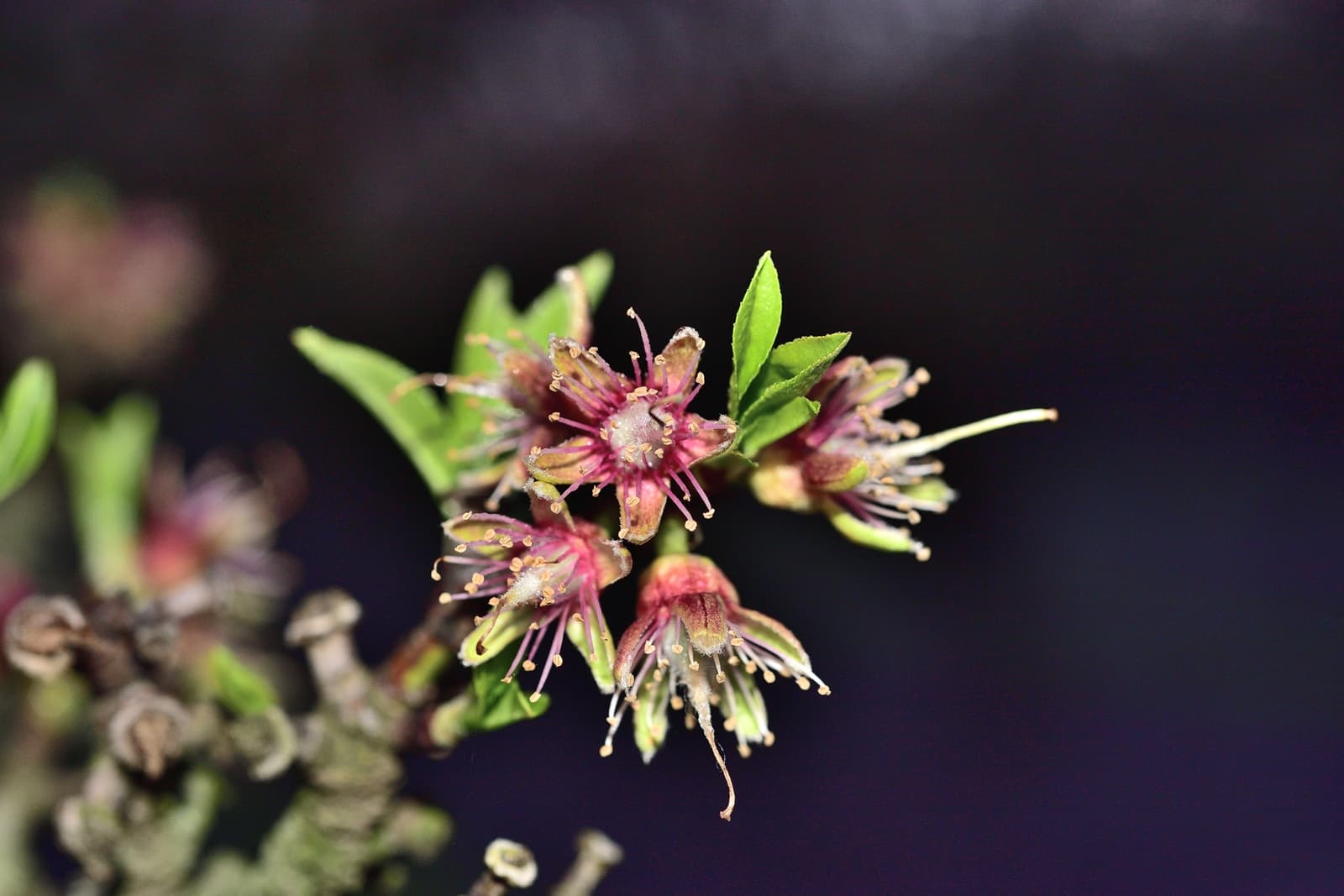 Close-up of a cluster of small, reddish-pink flowers with green leaves against a dark blurred background.