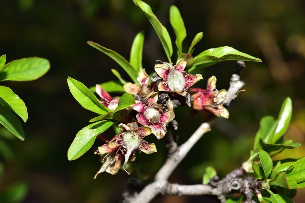 A close-up of a tree branch with green leaves and clusters of small, reddish-brown, dried flowers against a dark, blurred background.