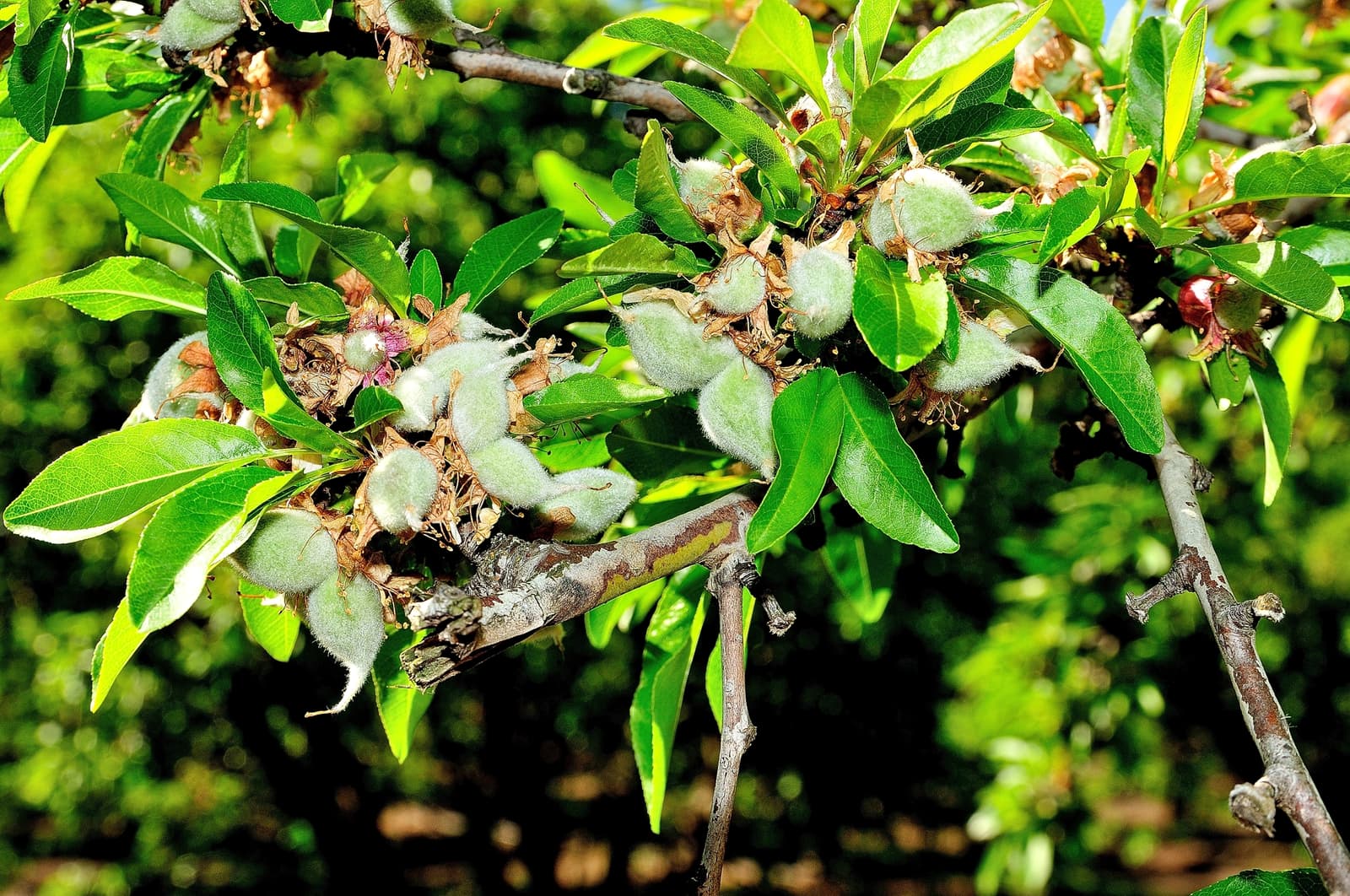 Branch with green leaves and clusters of young, fuzzy almonds growing, set against a blurred green background.