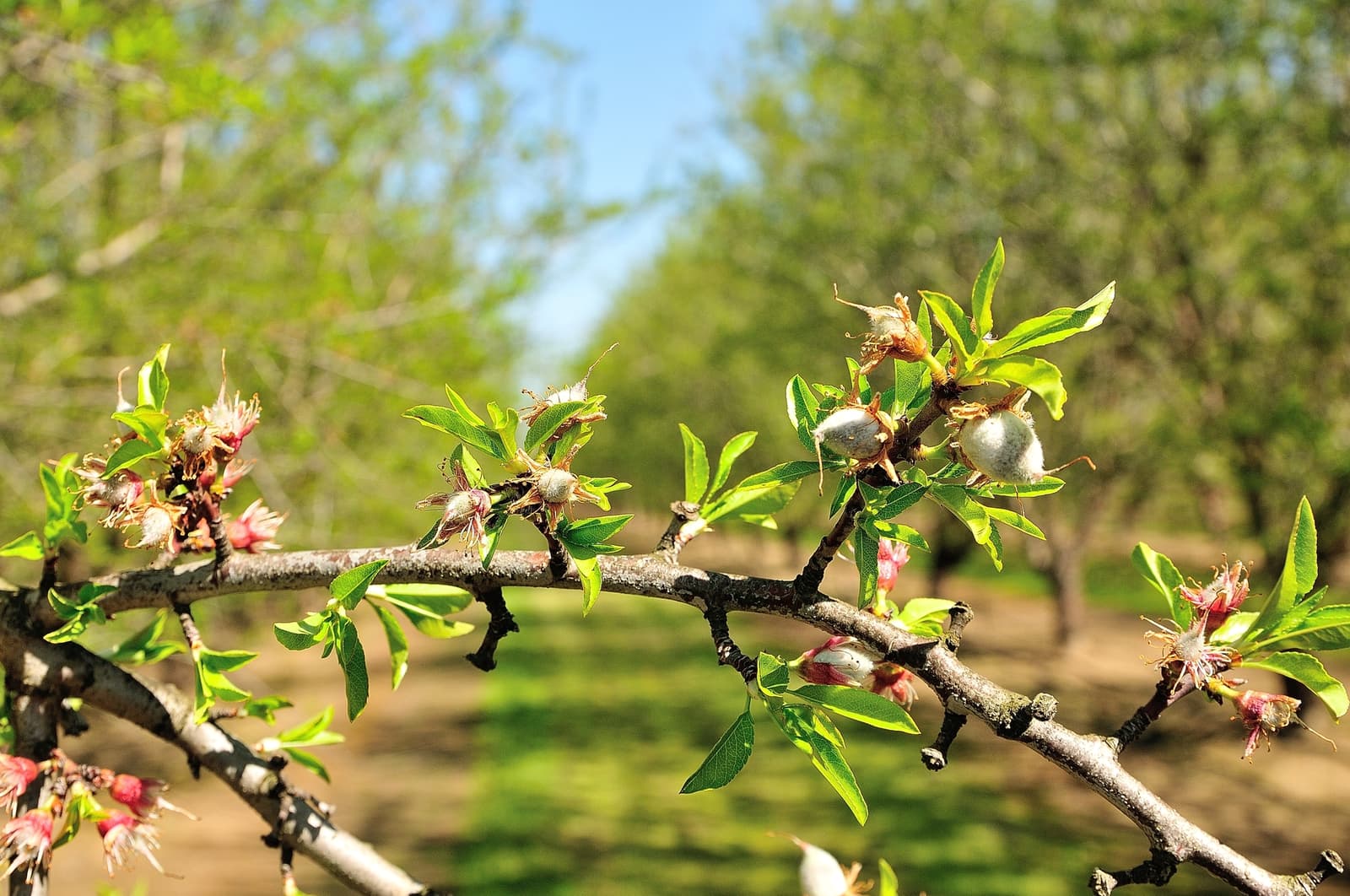 Close-up of a tree branch with green leaves and developing fruits in an orchard, with rows of similar trees blurred in the background under a clear sky.
