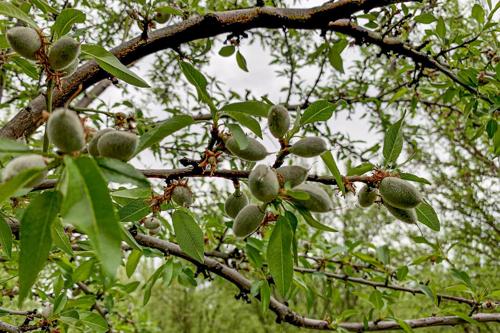 Close-up of green almond fruits growing on tree branches with green leaves, set against a background of blurred tree foliage and cloudy sky.