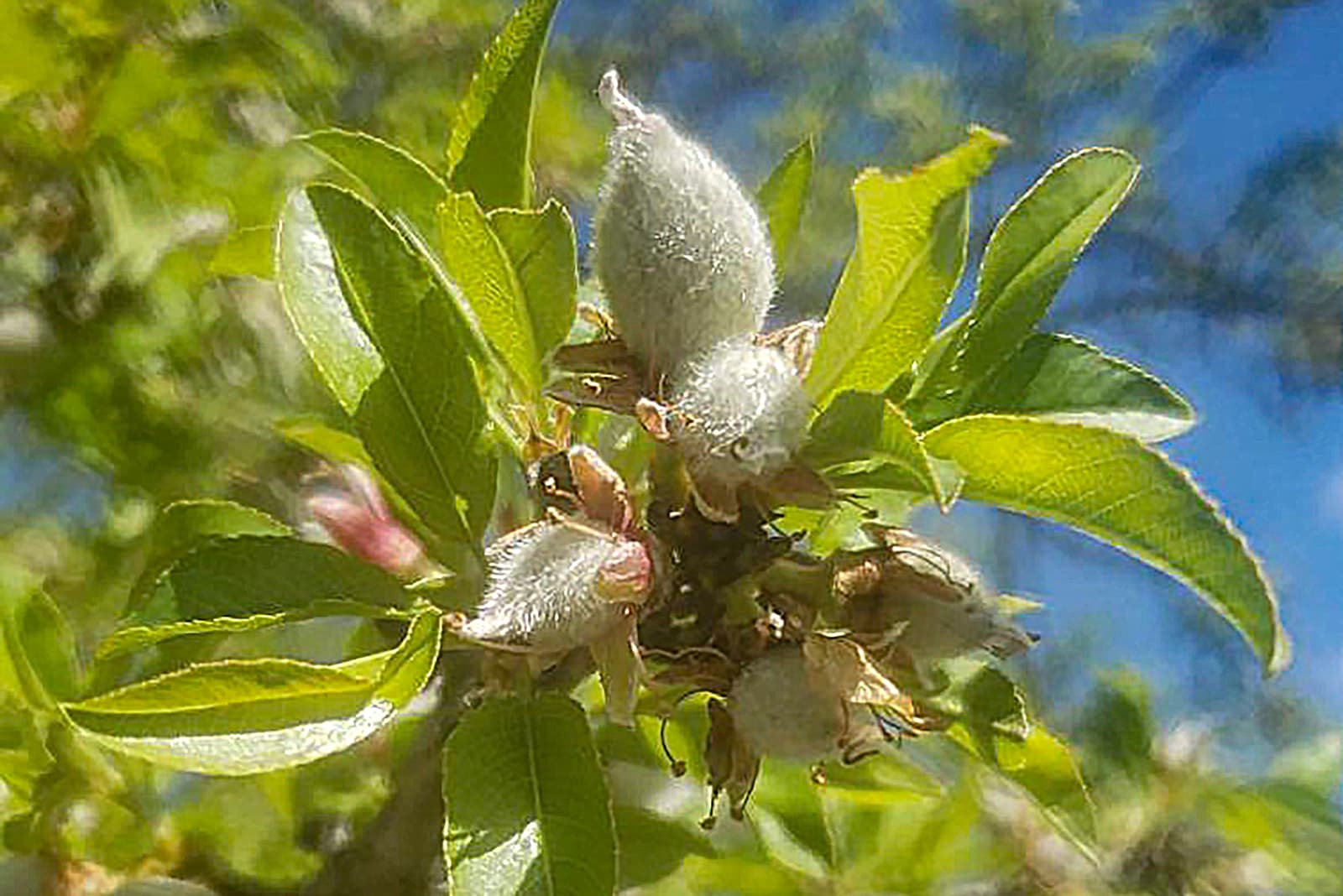 Close-up of young, fuzzy apple fruits growing among green leaves on a tree branch, with a blue sky in the blurred background.