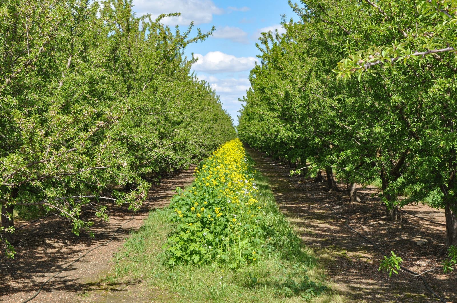 Rows of green trees in an orchard with a strip of yellow flowers and greenery growing between them under a blue sky with scattered clouds.