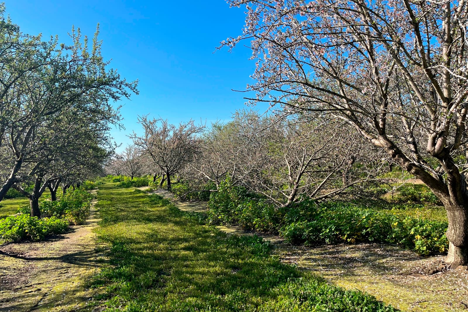 Rows of trees with sparse blossoms line a grassy path under a clear blue sky on a sunny day.