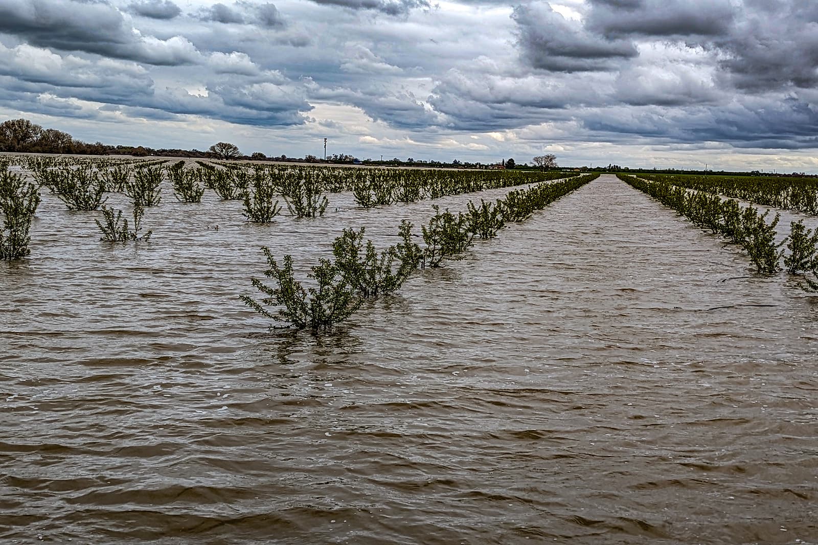 Rows of small trees or shrubs are partially submerged in floodwater under a cloudy sky in an agricultural field.