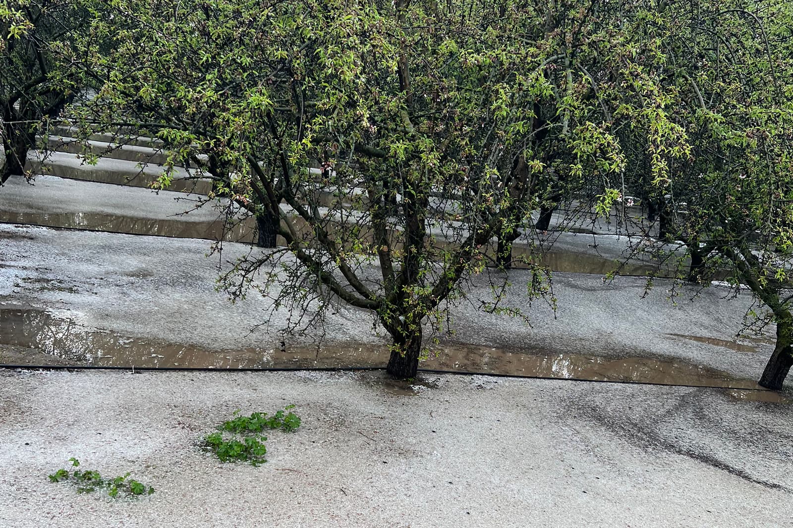 Rows of trees in an orchard stand in water, with the ground covered by a layer of hail or ice, indicating recent severe weather.