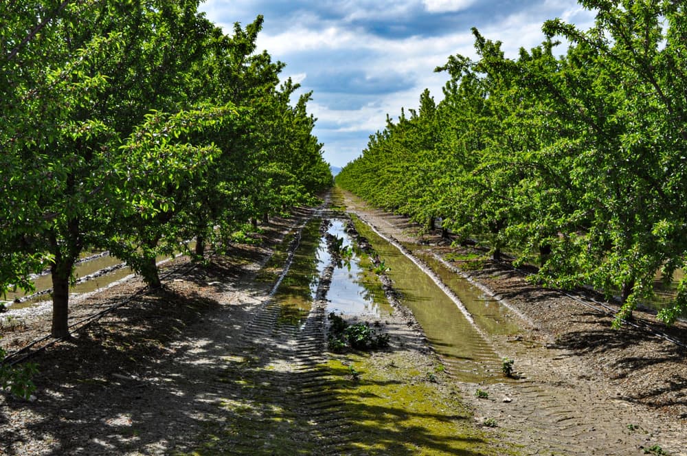 Rows of green trees in an orchard with muddy, waterlogged ground and puddles between the rows under a cloudy sky.