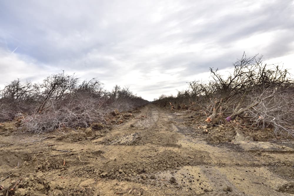 A dirt road runs through a barren landscape with leafless, cut-down shrubs and a cloudy sky overhead.