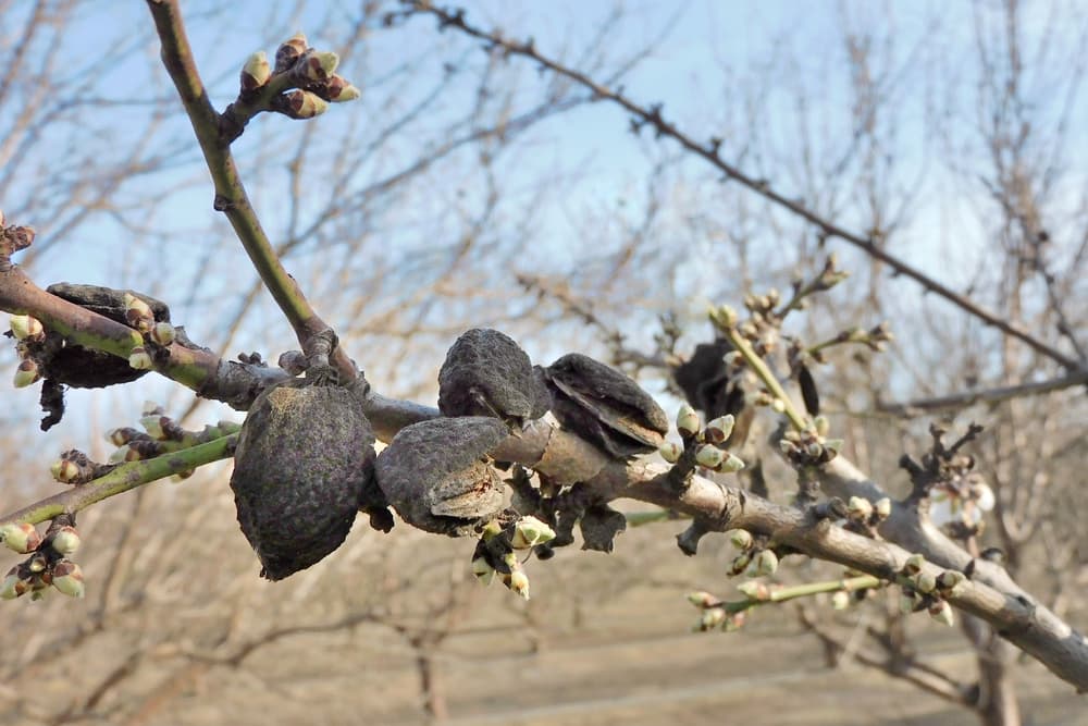 Close-up of a tree branch with several shriveled, dried fruits and small budding leaves against a blurred, leafless background.