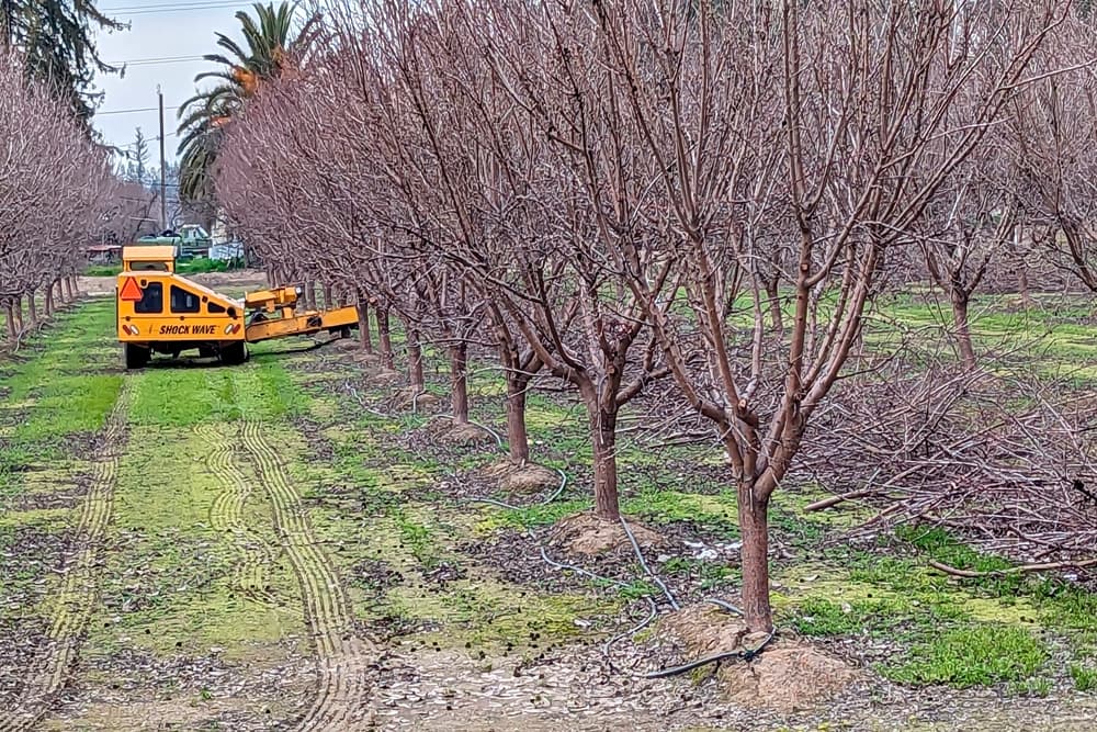 A yellow machine labeled Shock Wave moves between rows of leafless orchard trees, trimming branches and leaving piles of cut limbs on the ground.