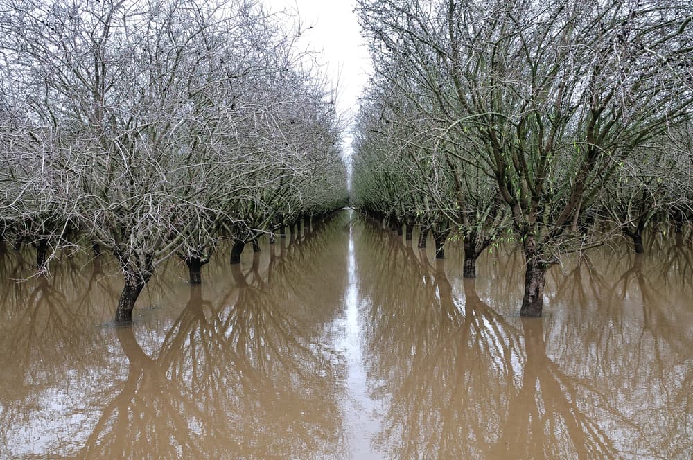 Flooded orchard with rows of leafless trees standing in muddy water, their branches and trunks reflected on the surface.