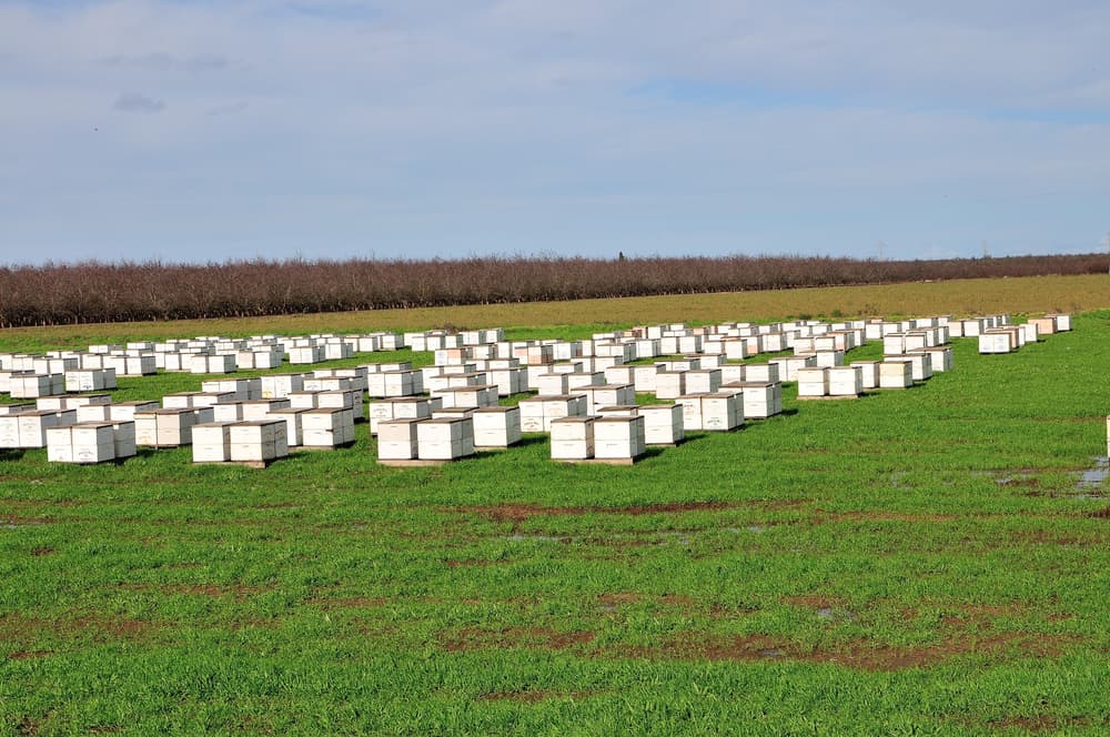 Rows of white beehive boxes are arranged on a green grassy field under a partly cloudy sky.