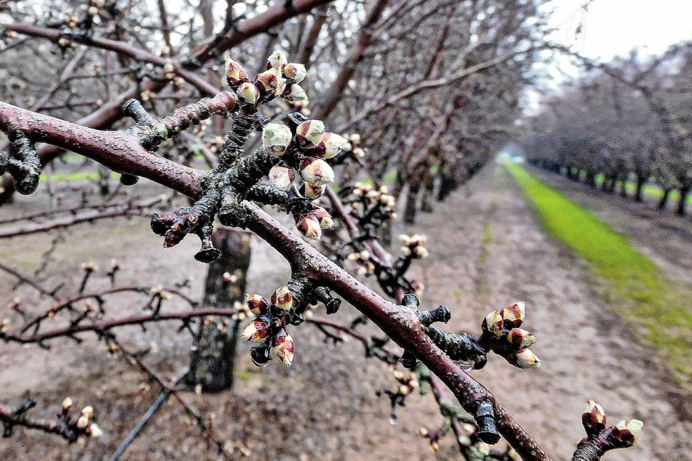 Close-up of tree branches with buds starting to open, in an orchard with rows of similar trees and green grass between the rows.