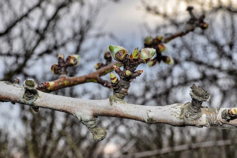 Close-up of a tree branch with several buds starting to open, indicating early spring growth; blurred trees fill the background.