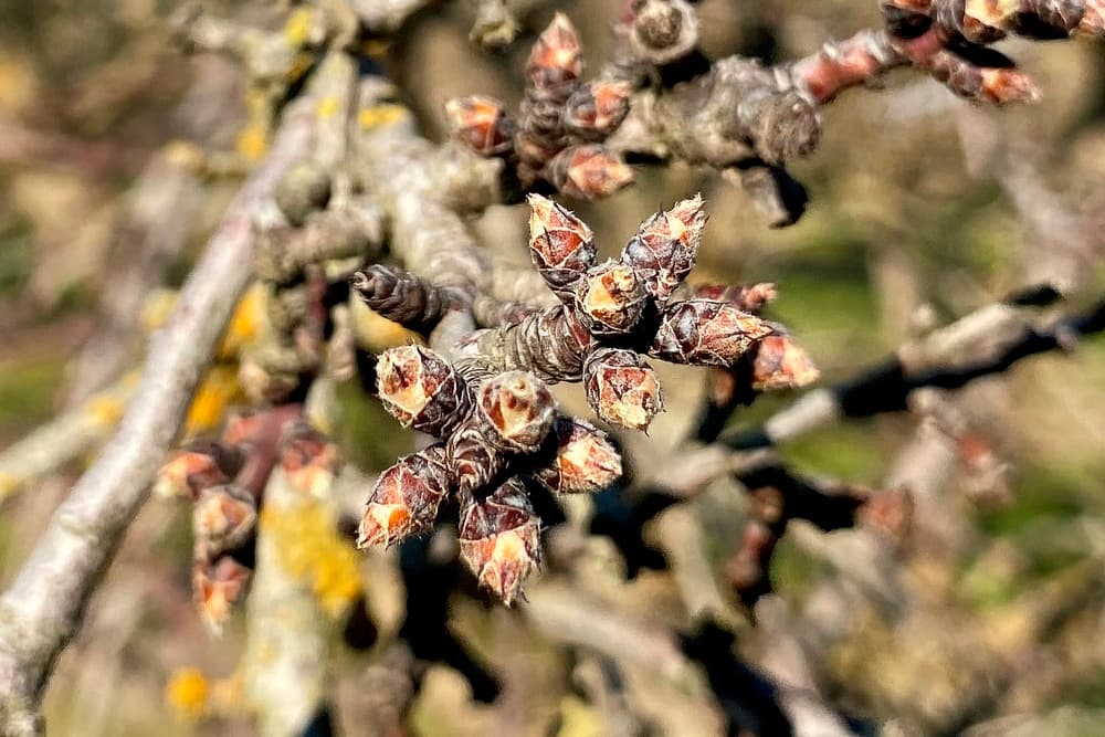 Close-up of tree branches with clusters of brown buds beginning to open, indicating early spring growth. Background shows more blurred branches.