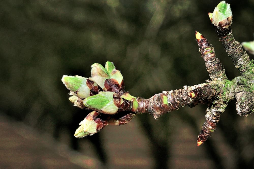 Close-up of a tree branch with green buds about to bloom against a dark, blurred background.