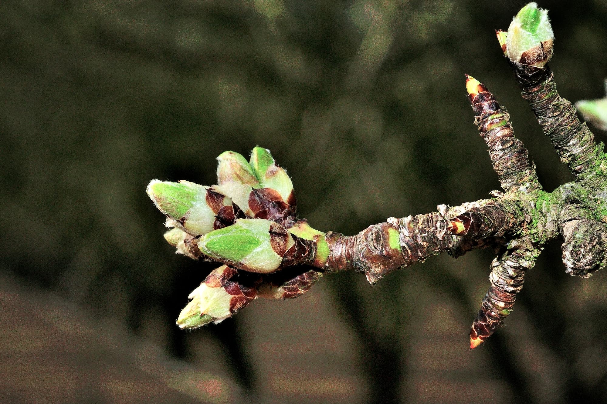 Close-up of a tree branch with several green and brown buds preparing to bloom, against a blurred dark background.