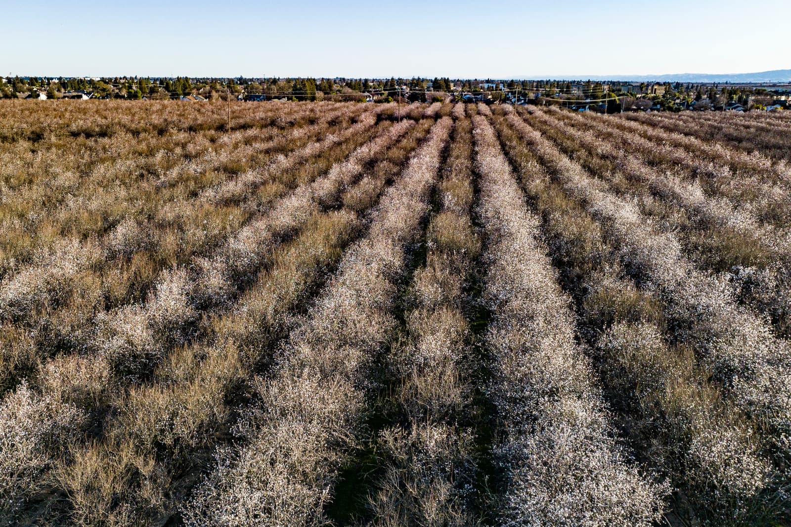 Aerial view of a large orchard with evenly spaced rows of trees in bloom, stretching toward a distant residential area under a clear sky.
