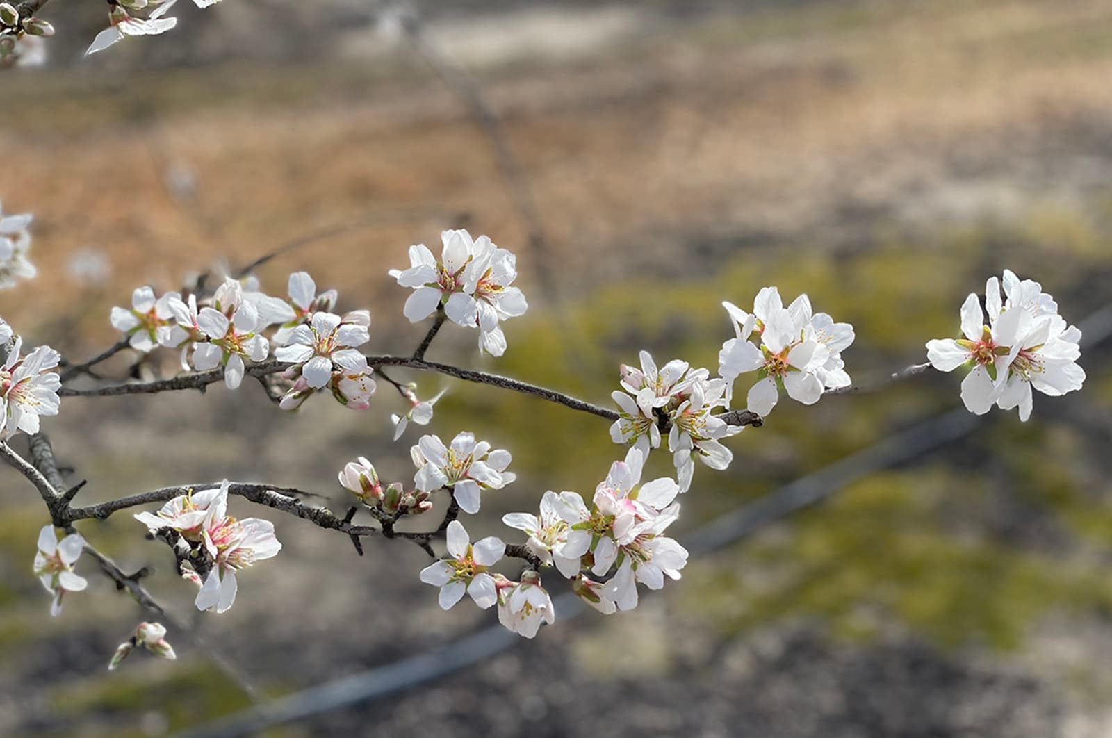 A close-up of a tree branch with clusters of small white blossoms, set against a blurred outdoor background with earthy tones.