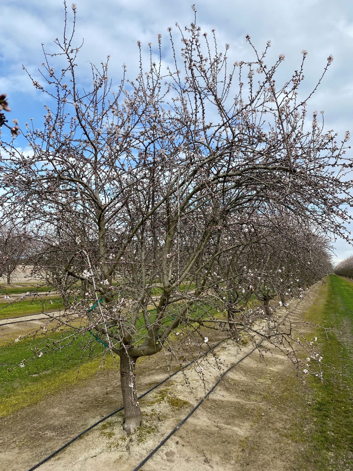 Rows of leafless trees with small blossoms are planted in a field, with irrigation lines running along the ground and a cloudy sky above.