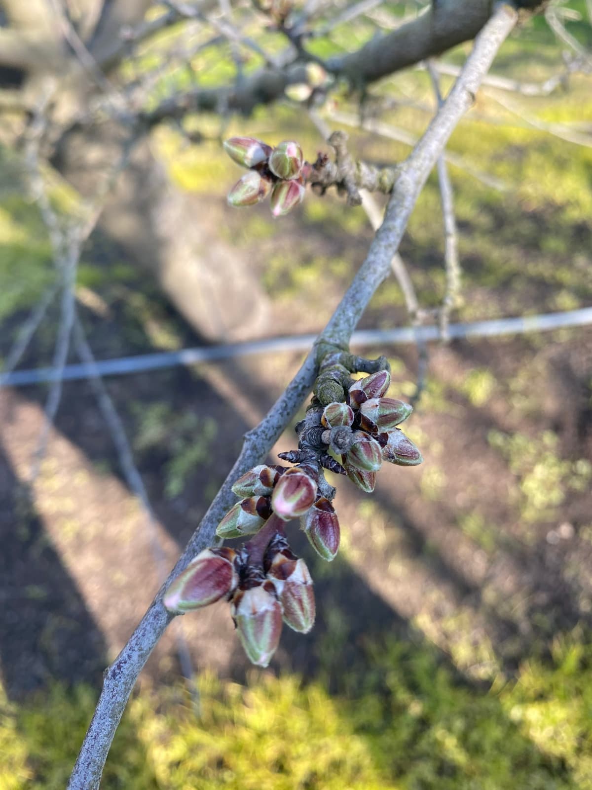 Close-up of a tree branch with clusters of reddish-green buds beginning to open, with a blurred background of grass and soil.