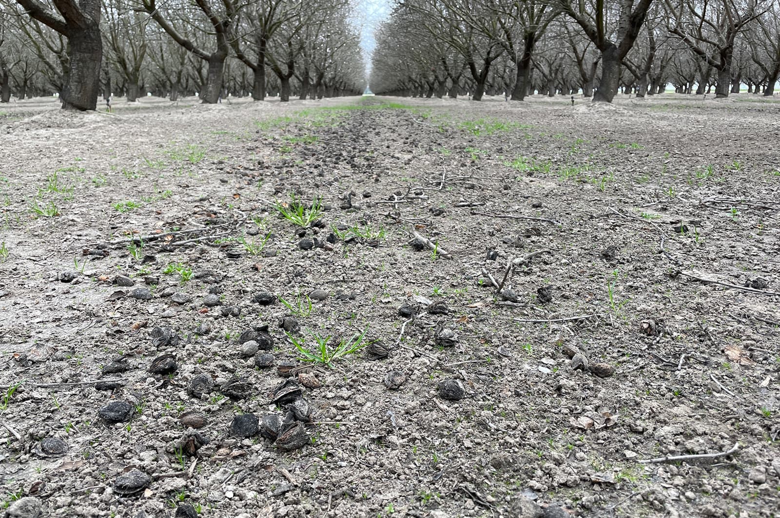 A dirt path runs through an orchard of leafless trees with scattered small dark objects and sparse green grass on the ground.