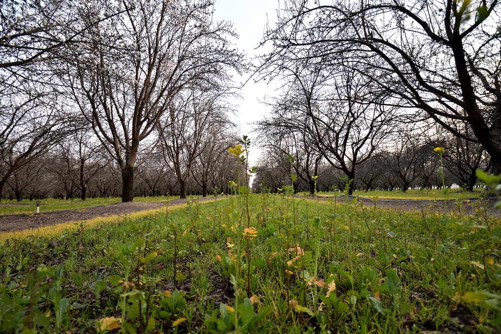 A grove of leafless trees lines both sides of a grassy path, with small yellow wildflowers growing in the foreground under a cloudy sky.