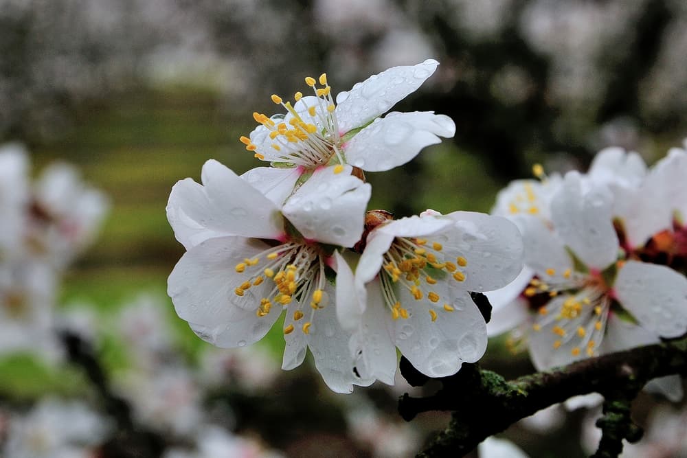 Close-up of white flowers with yellow stamens and water droplets on petals, blooming on a tree branch against a blurred background.