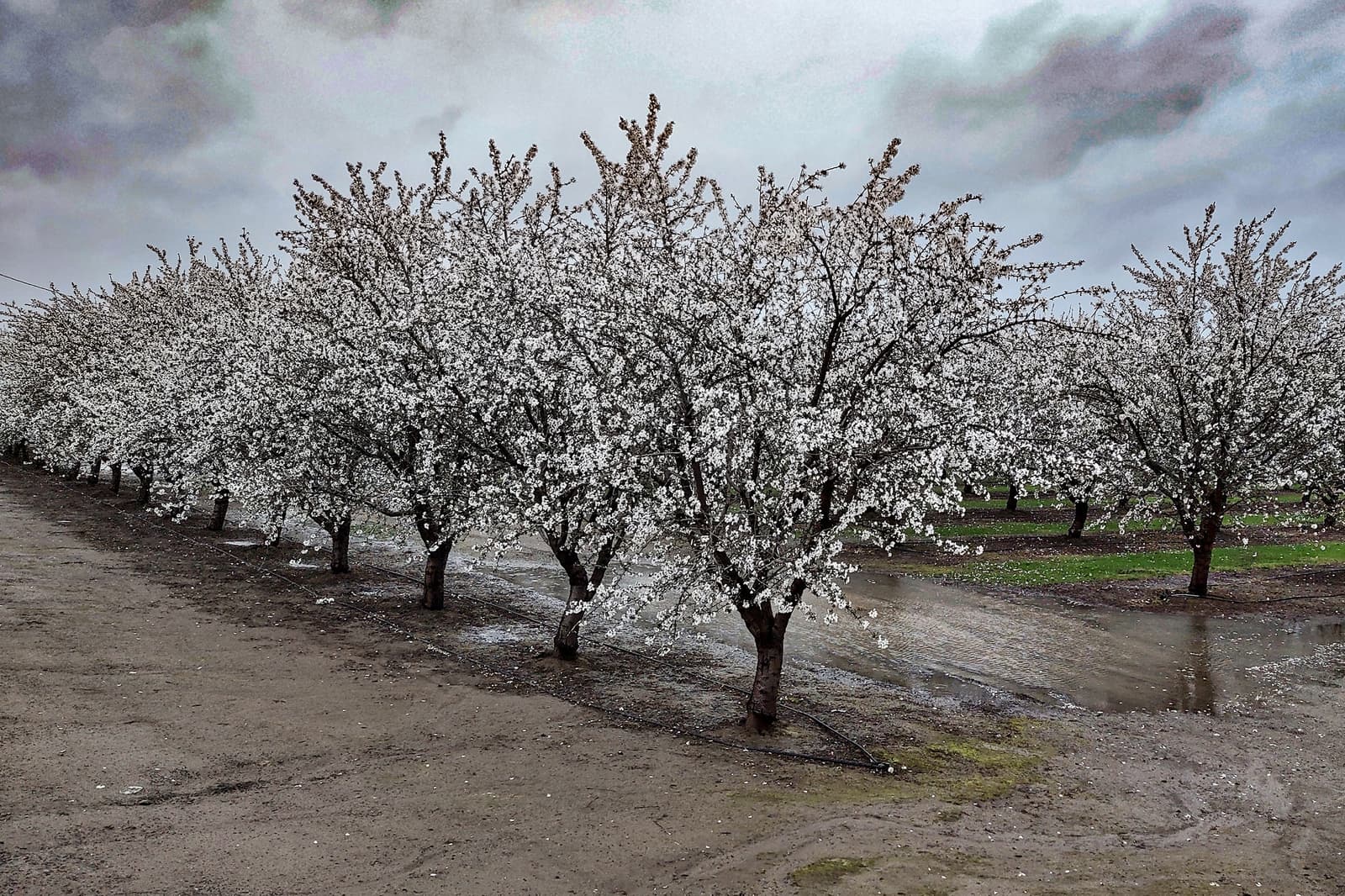 Rows of trees with white blossoms stand in wet, muddy soil under a cloudy sky.