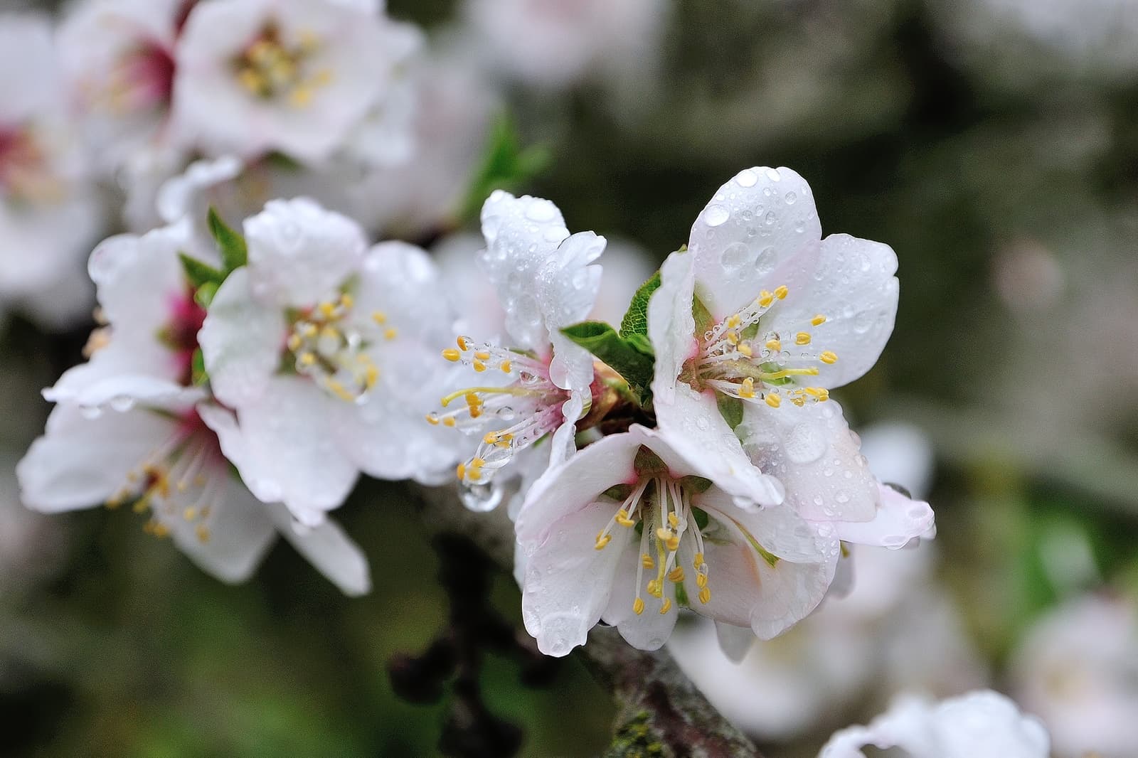 Close-up of white and pink almond blossoms with water droplets on petals, set against a blurred background.