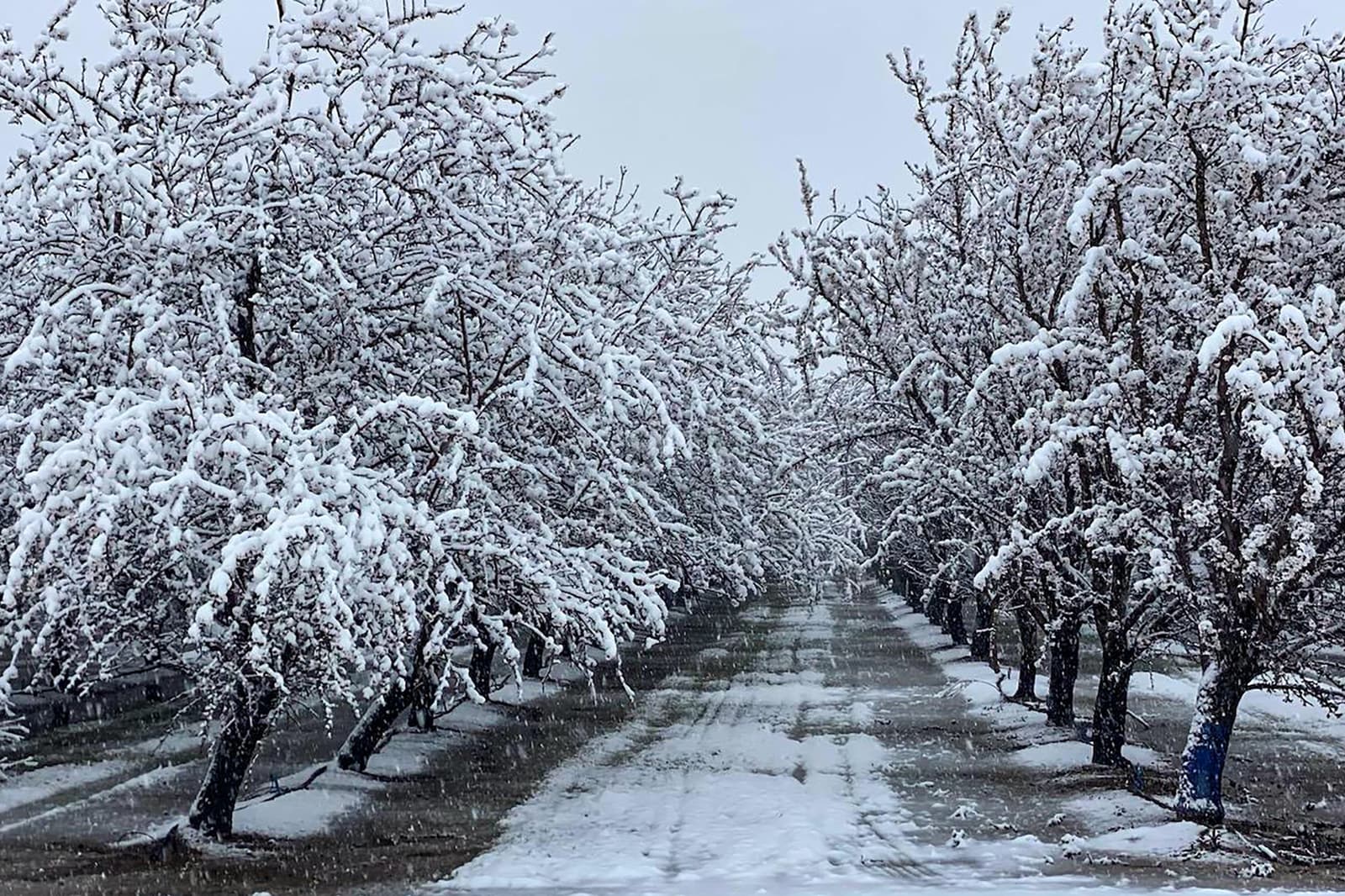 Rows of trees covered in snow line a straight path, with snow blanketing the branches and ground on a cold winter day.