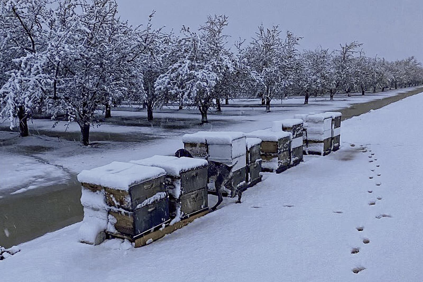 Snow-covered beehives line an orchard edge; a dog stands among the hives while animal tracks follow a snowy path nearby.