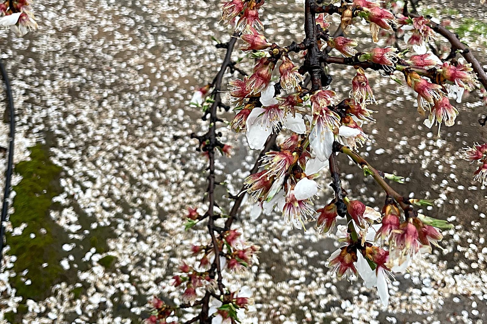 Close-up of cherry blossom branches with pink and white flowers; fallen petals are scattered on the ground below.