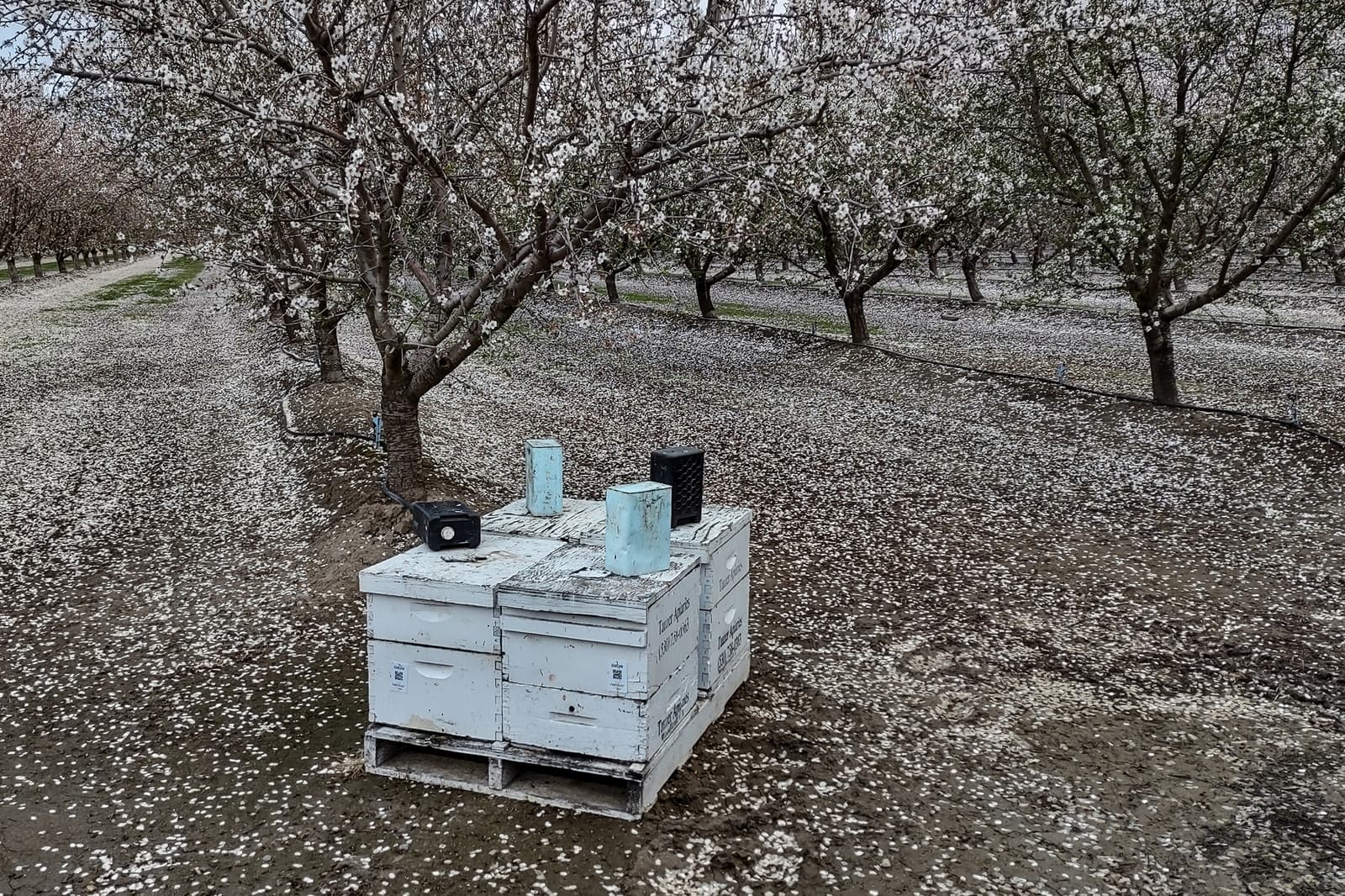 A weathered white beehive box with equipment sits among blossoming trees in an orchard, with petals scattered on the ground.