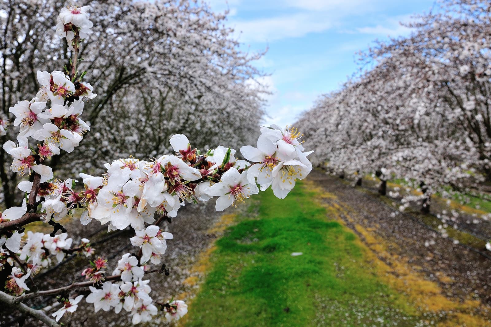 Rows of blossoming trees with white flowers line a grassy path under a cloudy blue sky; a close branch with blooms is in the foreground.