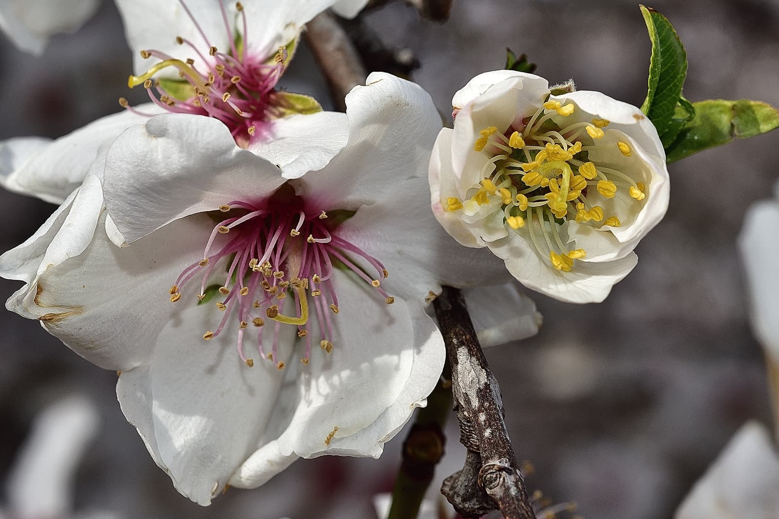 Close-up of two white almond blossoms on a branch, showing yellow stamens and pink pistils, with a blurred background.