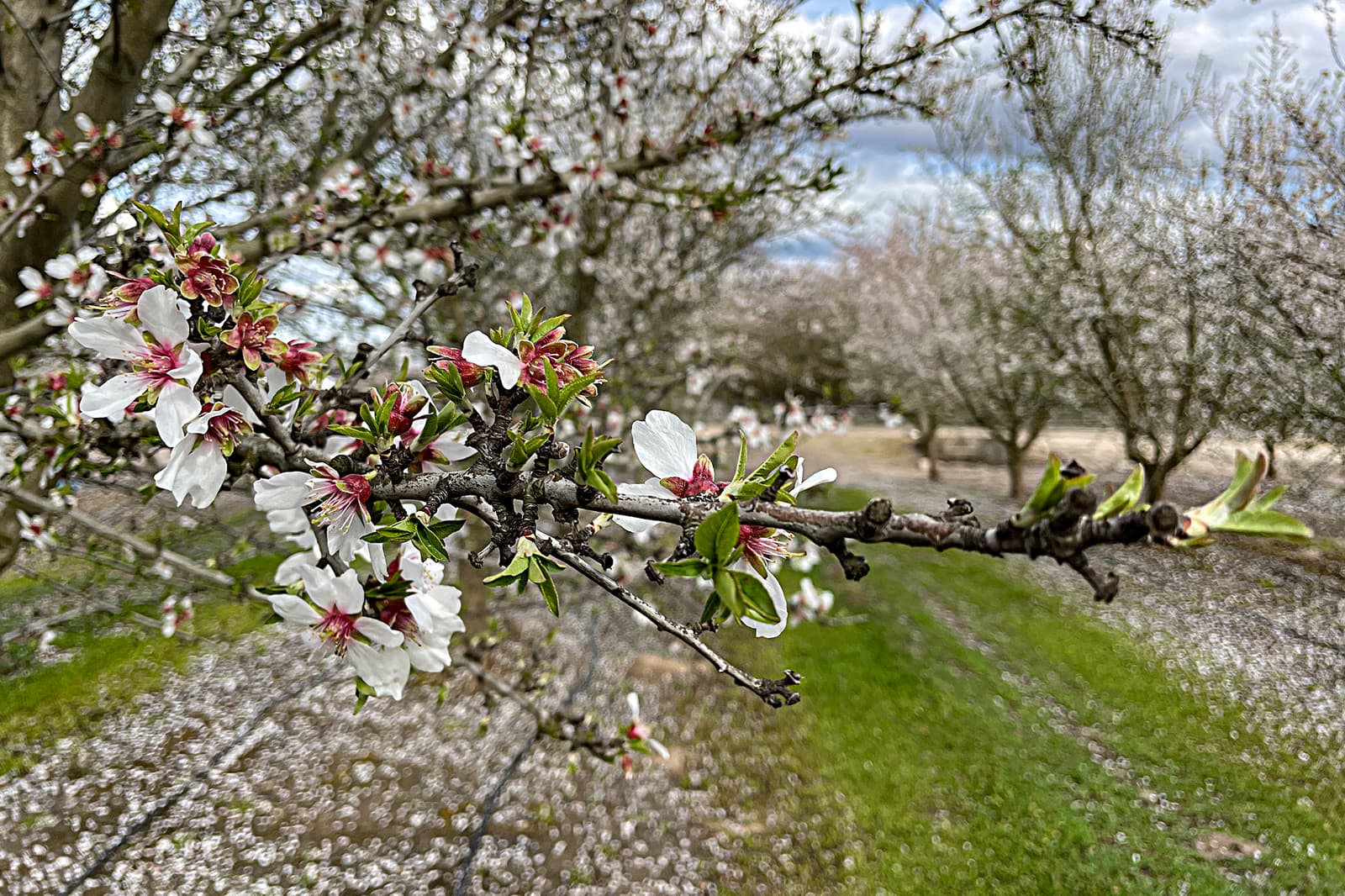 Close-up of a tree branch with white and pink blossoms in an orchard, with green grass and more flowering trees in the background.