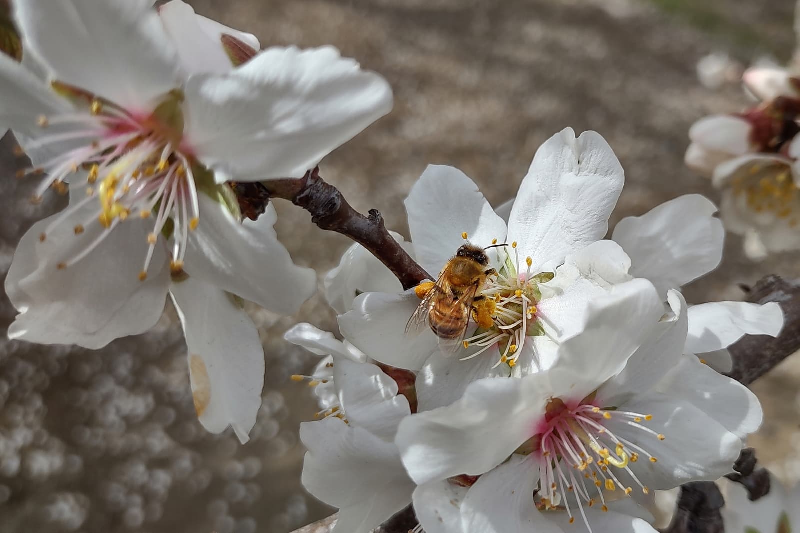A bee collects pollen from white almond blossoms on a branch, with more flowers and a blurred background visible.