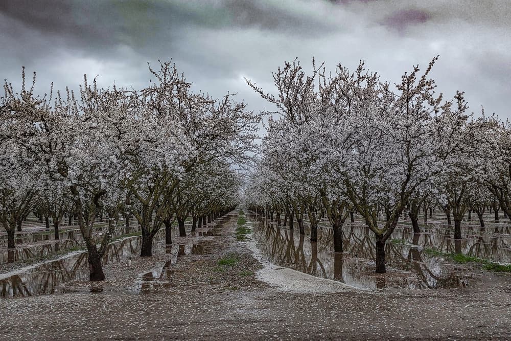 Rows of blossoming trees with white flowers stand in flooded ground under a cloudy sky, creating mirrored reflections in the water.