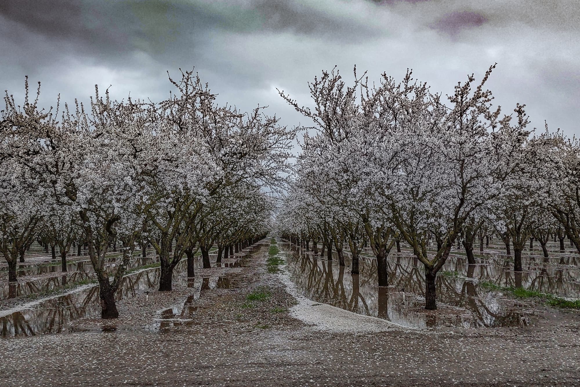 Rows of blossoming trees with white flowers stand in flooded ground under a cloudy sky, creating mirrored reflections in the water.