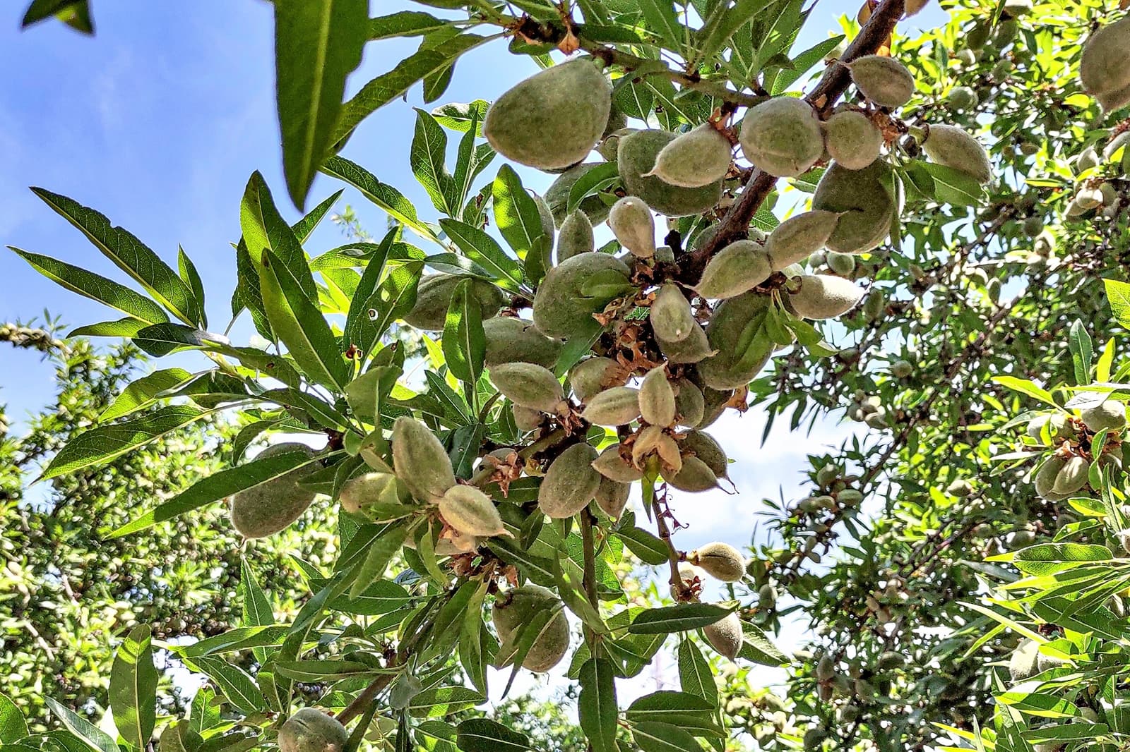 Clusters of unripe almonds growing on a tree branch with green leaves, set against a bright blue sky.