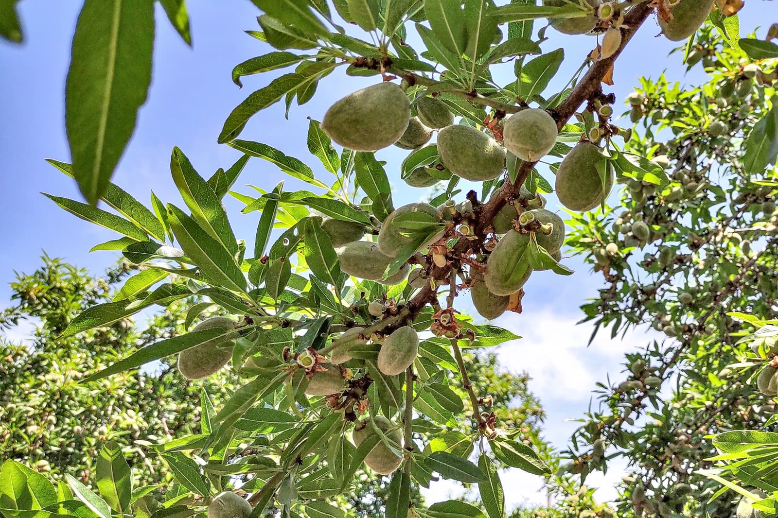 A close-up of green almonds growing on a tree branch with green leaves against a blue sky.
