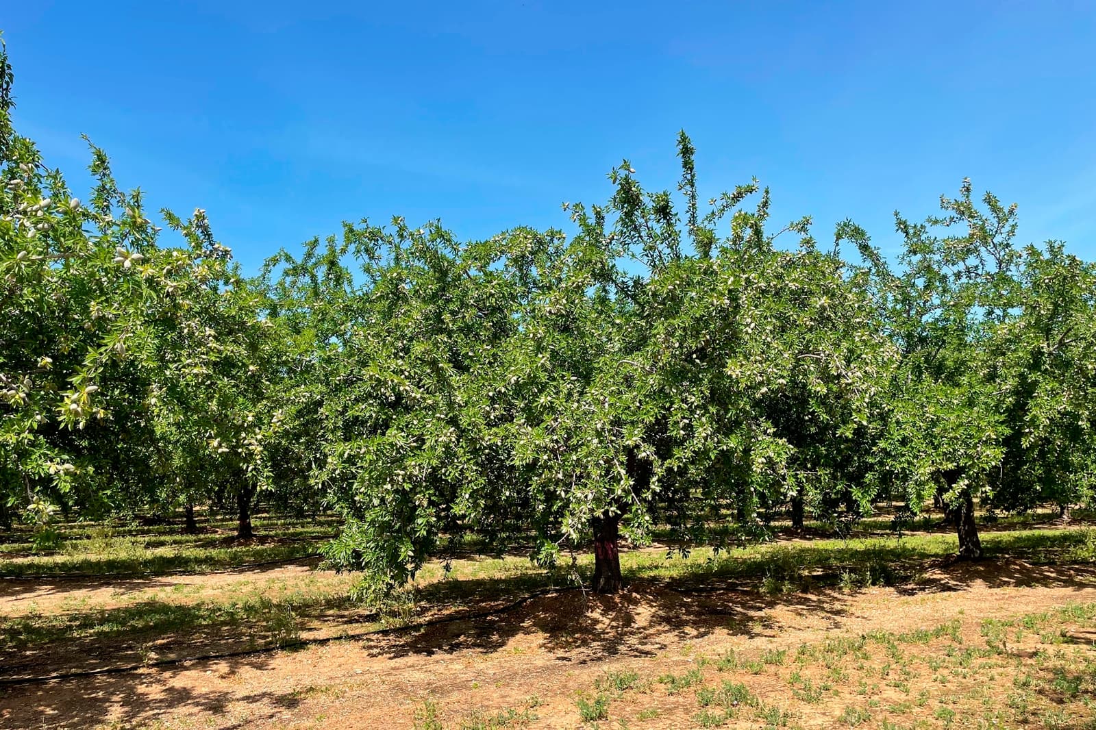 Rows of green, leafy orchard trees stand on dry, sunlit ground under a clear blue sky.